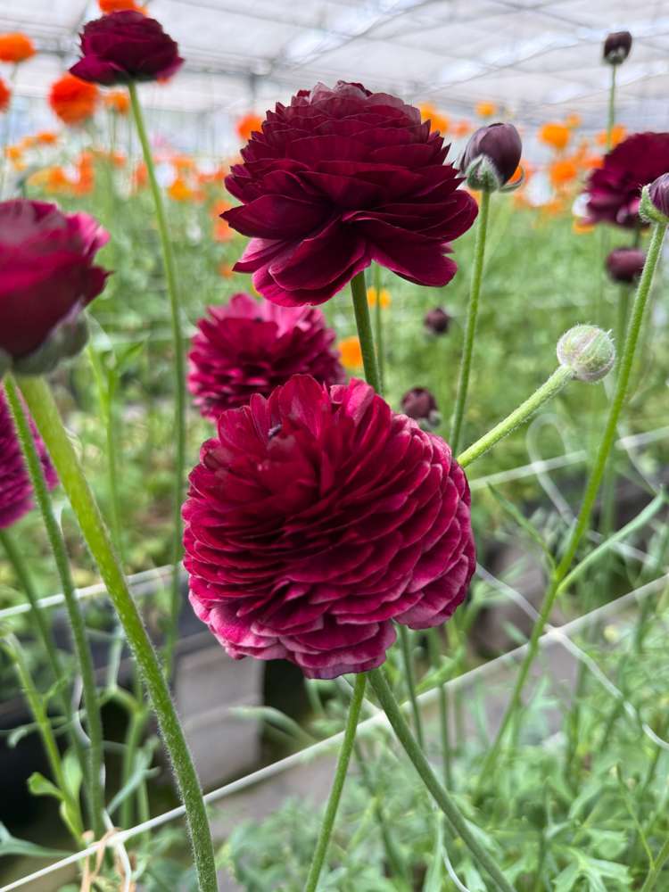 Ranunkel 'Elegance Viola'